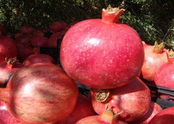 برداشت انار در استان یزد