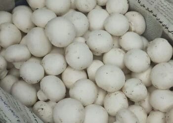 تولید قارچ در واحدهای مشاغل خانگی یزد