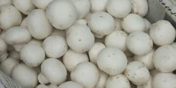 تولید قارچ در واحدهای مشاغل خانگی یزد