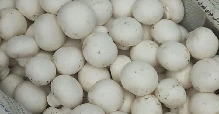 تولید قارچ در واحدهای مشاغل خانگی یزد